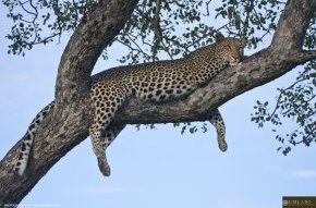 leopard-in-marula-tree-2