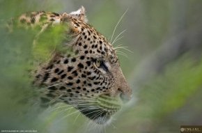 Leopard-in-the-bush