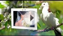 Free After Effects Project - Wedding Photo Gallery Doves